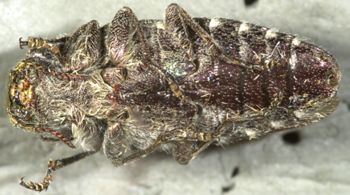 Media type: image;   Entomology 24442 Aspect: habitus ventral view